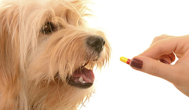 deworming your dog