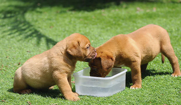 how do you get puppies to drink water