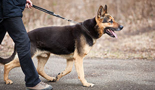 Dog-obedience-feature