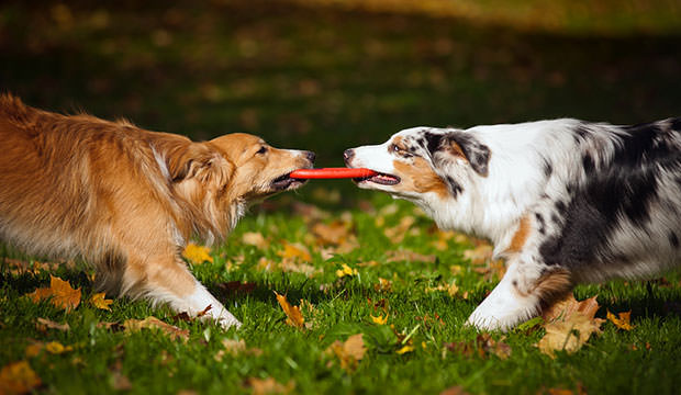 Two-Dogs-Playing-With-A-Toy