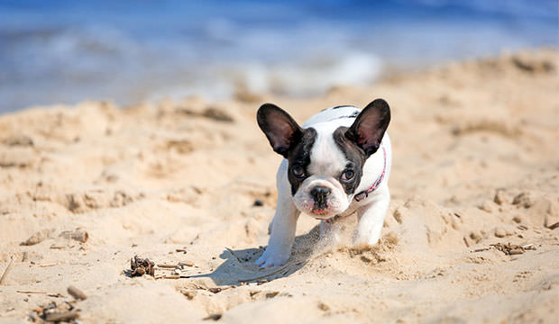 bigstock-French-bulldog-puppy-running-o-46313137