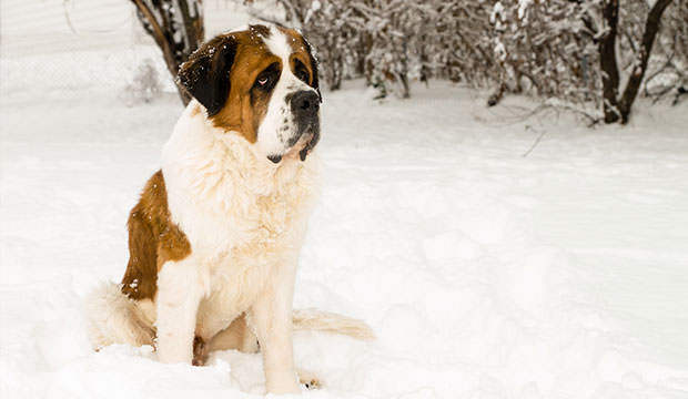 bigstock-Saint-Bernard-In-The-Snow-40540885