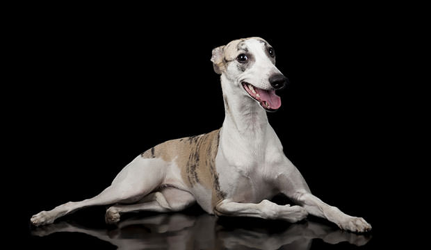 bigstock-Whippet-49920473