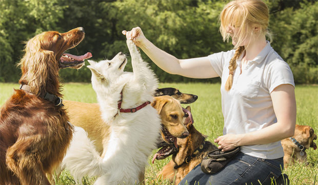 dogs-training