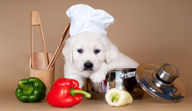 puppy-different-food