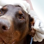 How To Use Vinegar And Water To Clean Your Dog's Ears - Dog Notebook