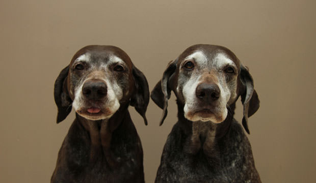 old-dogs