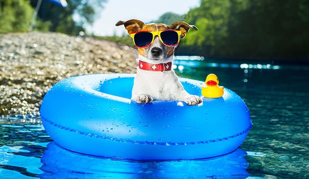 bigstock-Beach-Dog-48764051