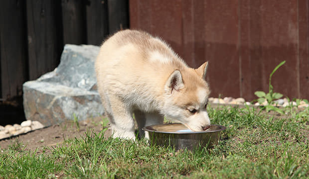 bigstock-Siberian-Husky-Puppy-43742401