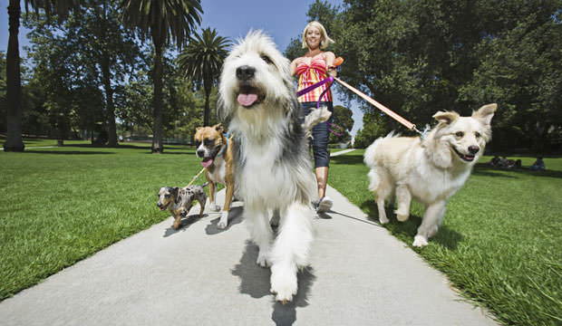 Dog-Walker-Insurance-cover-1