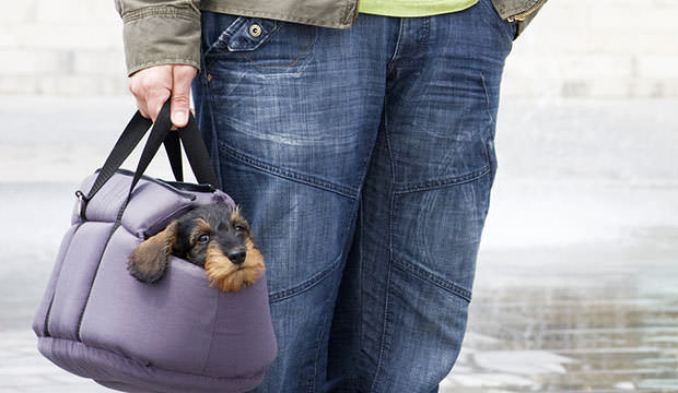 bigstock-Dachshund-puppy-in-carrier-7250588