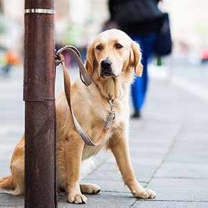 bigstock-Cute-dog-waiting-patiently-for-36398431