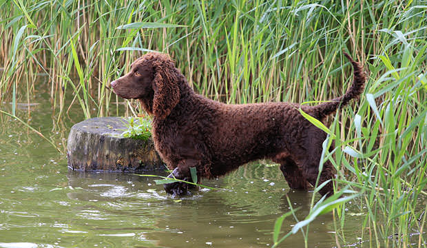 bigstock-American-Water-Spaniel-In-A-Ri-56414339