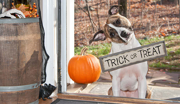 bigstock-Halloween-Dog-75698575