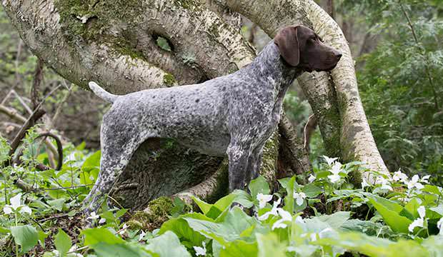 bigstock-german-shorthaired-pointer-sta-76949321