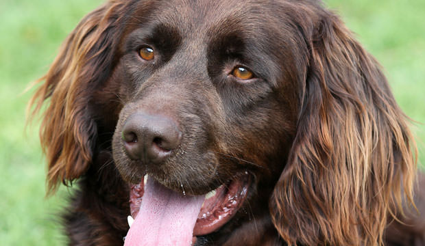 German-pointer