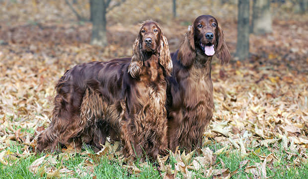 bigstock-Beautiful-Irish-Setters-76955513