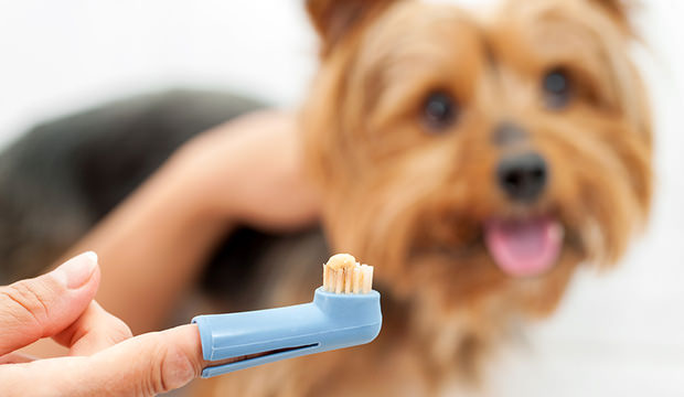 bigstock-Hand-Holding-Dog-Toothbrush--58153931