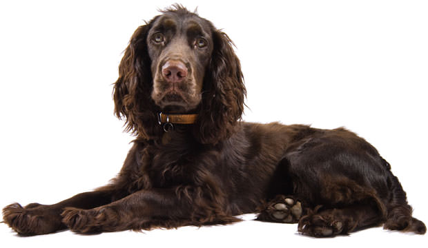 Meet-The-Sussex-Spaniel-cover