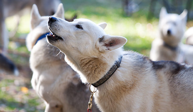 bigstock-Siberian-Husky-9922685