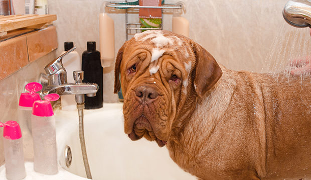 bigstock-Cleaning-the-Dog-of-Dogue-De-B-25892348