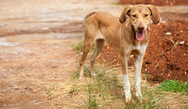 bigstock-Greek-Alley-Dog-11729744