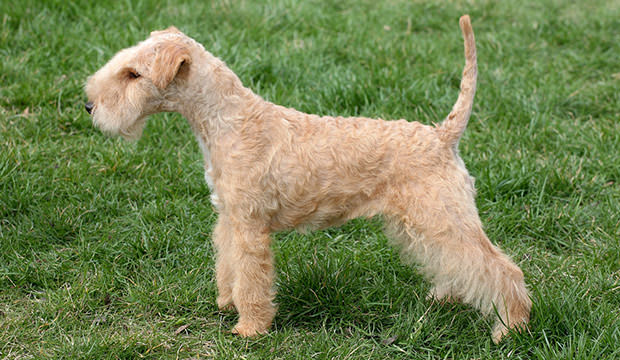 bigstock-Lakeland-terrier-40354915