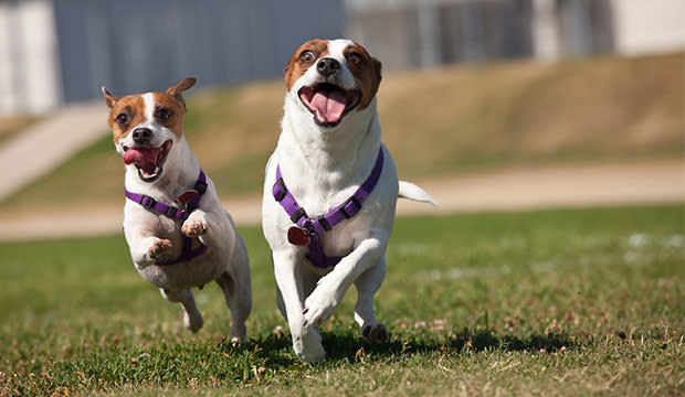 bigstock-Energetic-Jack-Russell-Terrier-f