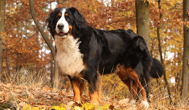 bigstock-Gorgeous-Bernese-Mountain-Dog--85972097