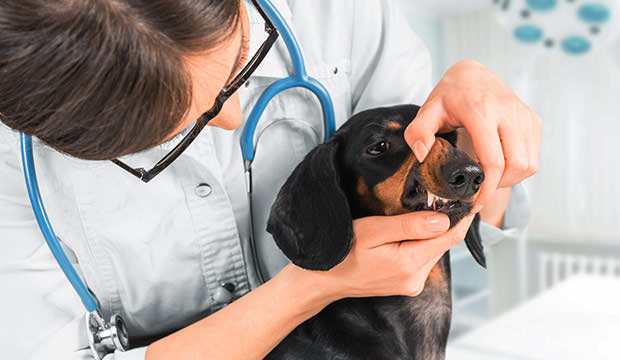 bigstock-Veterinarian-Examines-Teeth-Of-65349775