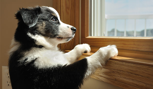 bigstock-Australian-Shepherd-aussie-P-12978530