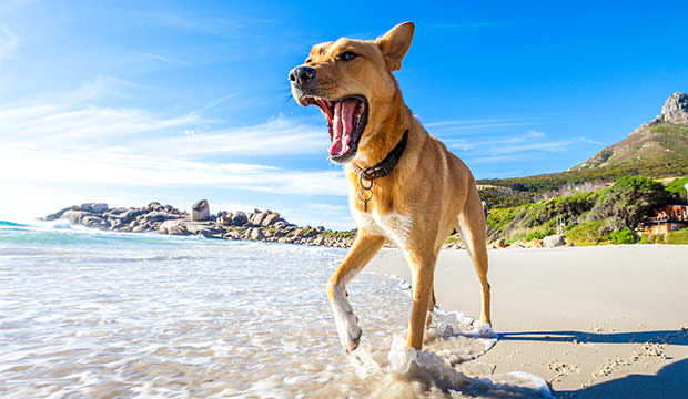 bigstock-Dog-Playing-At-The-Beach-85640276