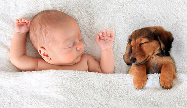 bigstock-Newborn-baby-and-a-dachshund-p-87367886