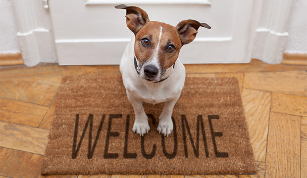 bigstock-Dog-Welcome-Home-36814013