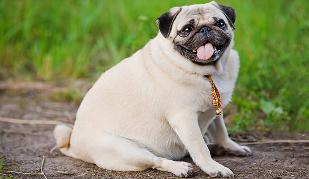 bigstock-Little-Fat-Pug-69194164