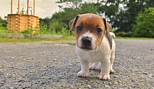 bigstock-Puppy-Of-Jack-Russell-Terrier-82944992