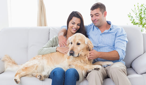 bigstock-Happy-couple-stroking-dog-whil-84986444