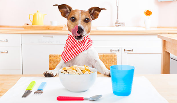 bigstock-Hungry-Dog-76508501