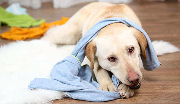 bigstock-Dog-in-messy-room-87249992