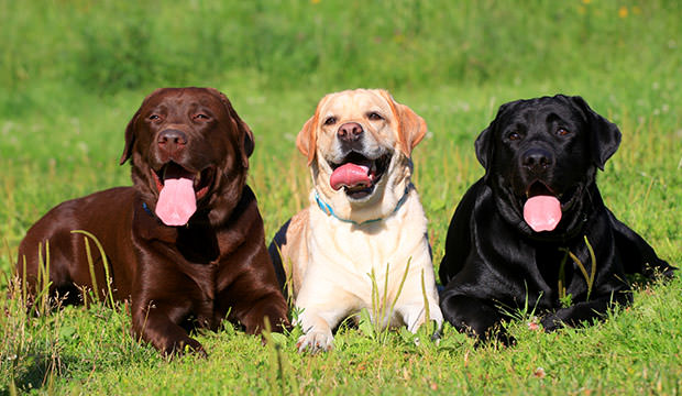 bigstock-Three-Labrador-Retriever-dogs--68183086