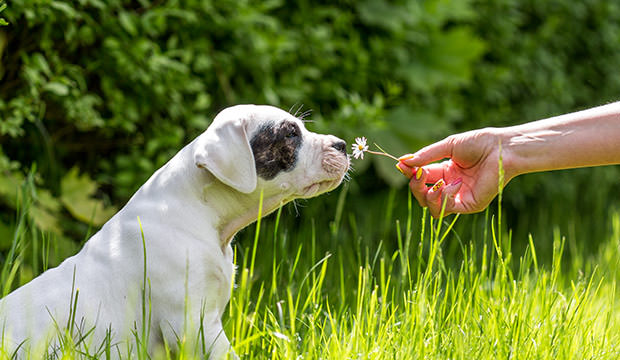 bigstock-Puppy-with-flower-91546838