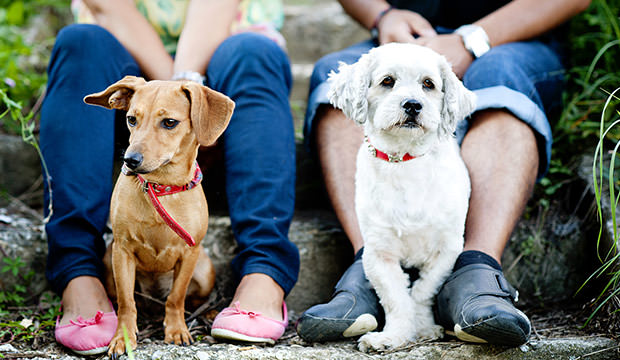 bigstock-Young-couple-with-dogs-65316676