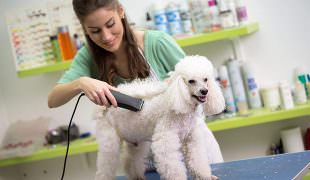 dog care jobs